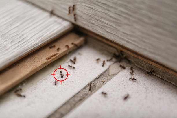 Best Pest Prevention Services  in South Dennis, NJ