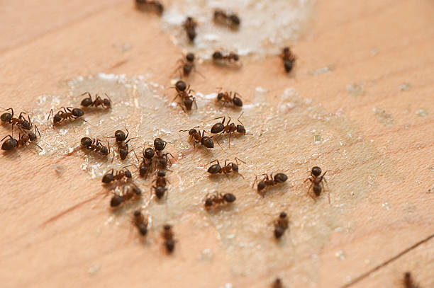 Best Best Pest Control Companies  in South Dennis, NJ